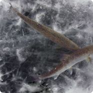 Зимняя рыбалка в Корее