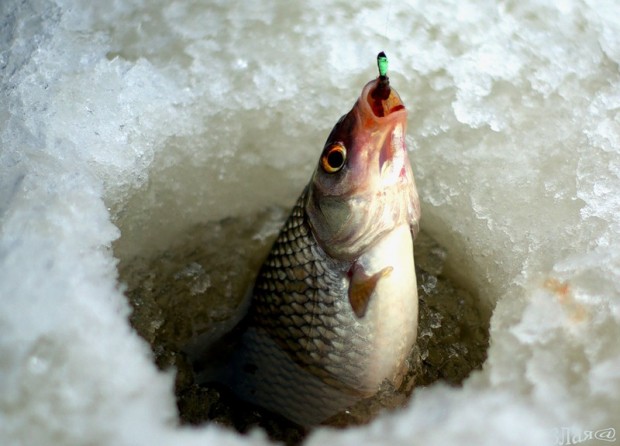 зимняя рыбалка на ладоге в контакте