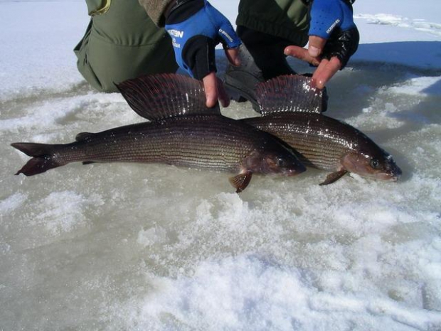 хариус зимой видео рыбалка